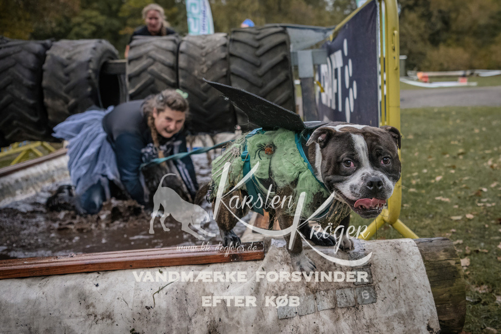 1706_ZZ94920 | kk-dogfotos