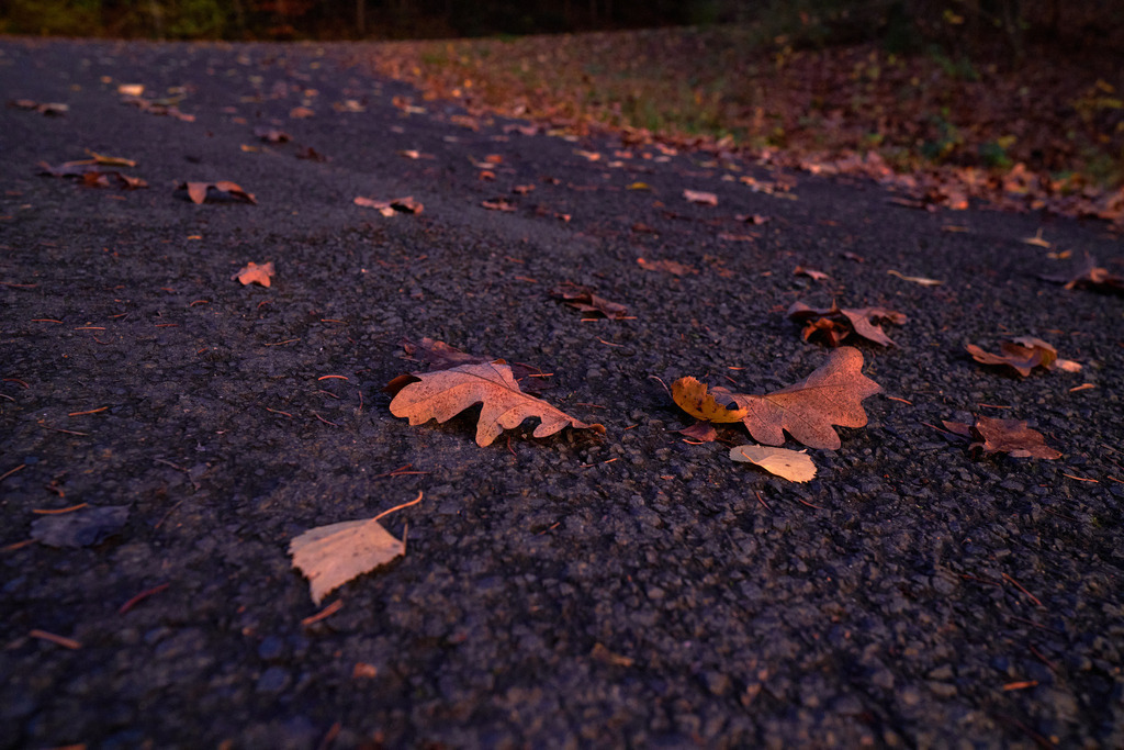 Eine mit Laub bedeckte Gueterstrasse | Austria - November 05, 2022: Eine mit Laub bedeckte Gueterstrasse durch den Wald. - Realisiert mit Pictrs.com