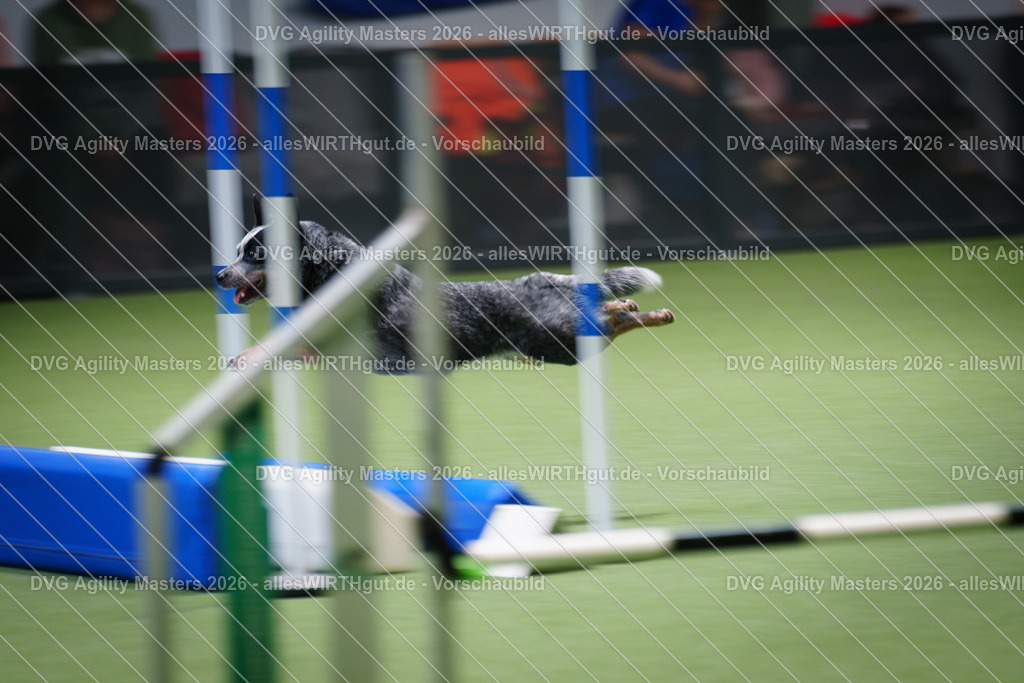 allesWIRTHgut_Tierfotografie-DVG_Agility_Masters_2026-14_25-7R504676 | Professionelle Tierfotografie in Mönchengladbach von Daniel Wirth (allesWIRTHgut). Liebevolle & natürliche Bilder von Hunden & Katzen für unvergessliche Erinnerungen.