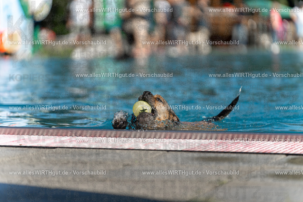 Hundeschwimmen_Volksbad_2026-allesWIRTHgut_Tierfotografie-2609061124-103428-7R509634 | Professionelle Tierfotografie in Mönchengladbach von Daniel Wirth (allesWIRTHgut). Liebevolle & natürliche Bilder von Hunden & Katzen für unvergessliche Erinnerungen.