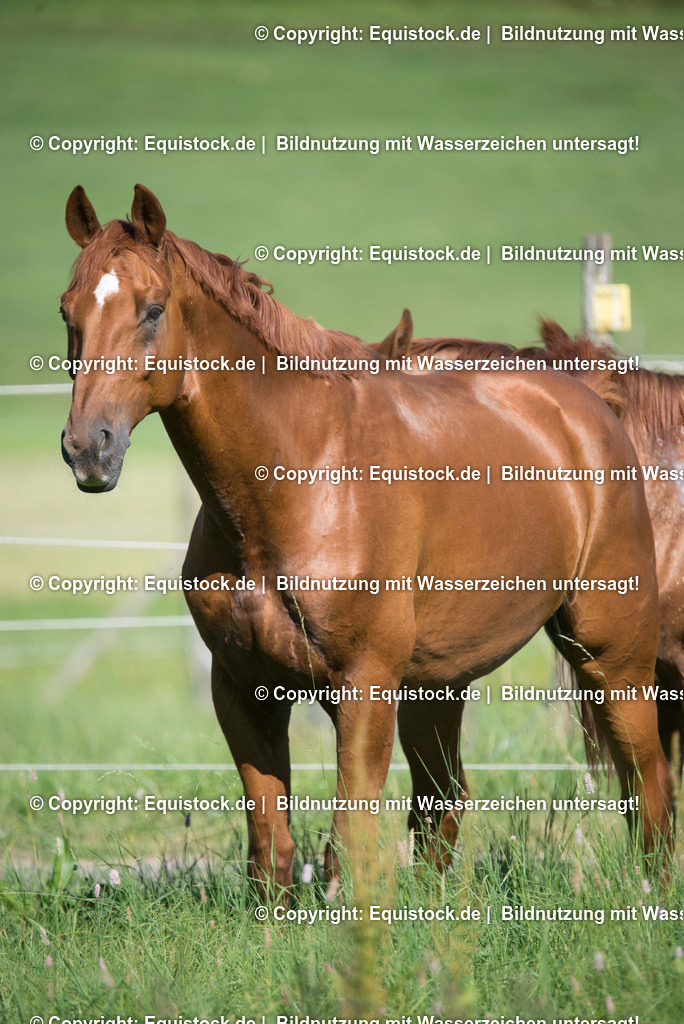 20160826_Wallach_auf_der_Koppel_0009 | Foto: Thomas Hartig