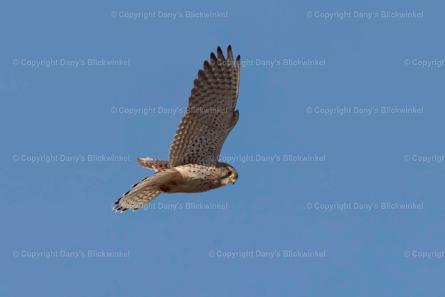 201891 | Tierfotografie, Tierkalender, Tierbilder, Insekten, Spinnen, Vögel, Schmetterling, Libellen, Leinwand, Colorkey, Qualität, Geschenkartikel, Geschenk - Realisiert mit Pictrs.com