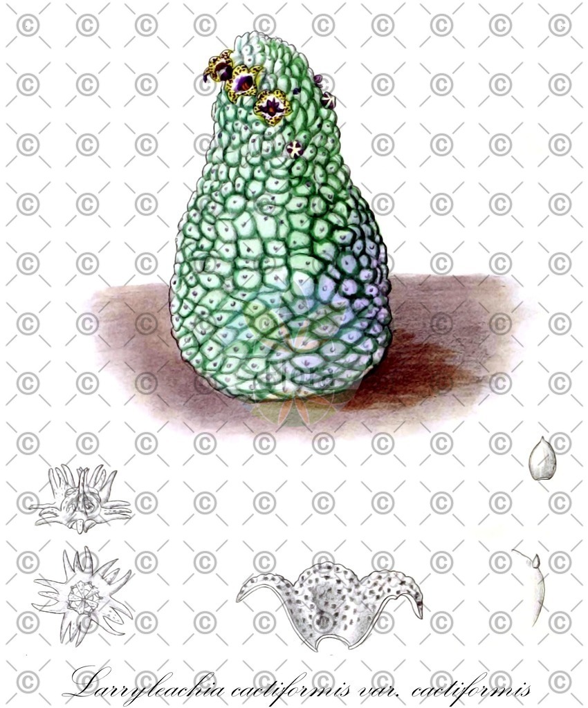 HistAbb_EMP_107664_5_ALPEN_Simple | Historische Abbildung von Larryleachia cactiformis var. cactiformis - Apocynaceae | Historical Illustration of Larryleachia cactiformis var. cactiformis - Apocynaceae