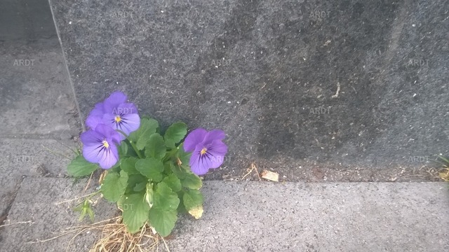 Stadt Natur 43 | ARDT Foto Kunst