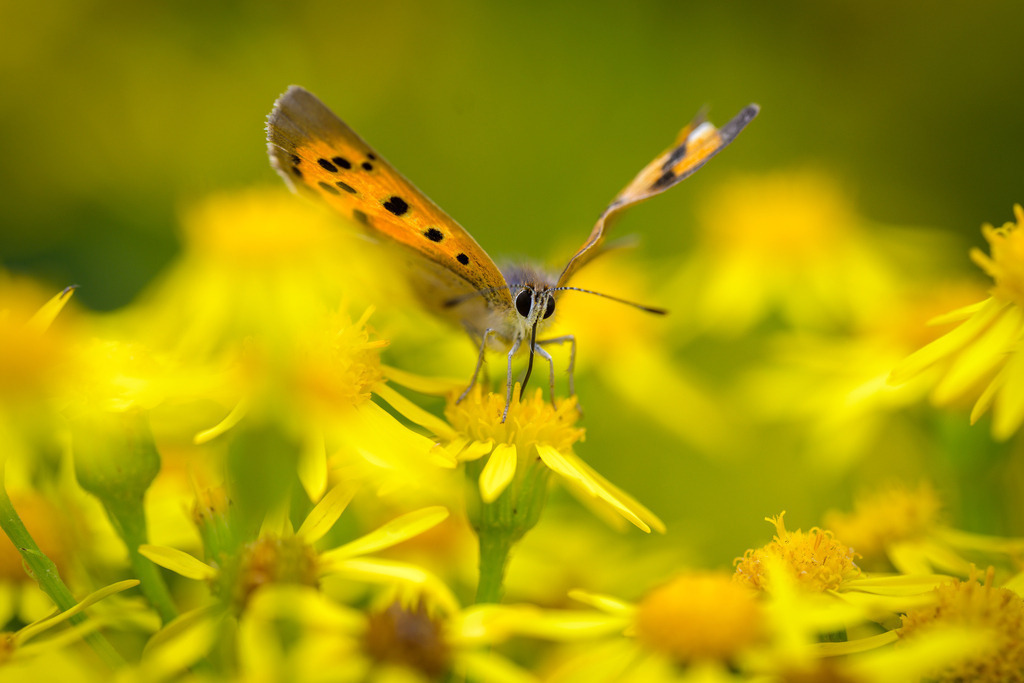 2023-198 | Kleiner Feuerfalter (Lycaena phlaeas). Obwohl der Kleine Feuerfalter zu den Bläulingen gehört, sind seine Vorderflügel auffällig orangerot gefärbt. - Realisiert mit Pictrs.com