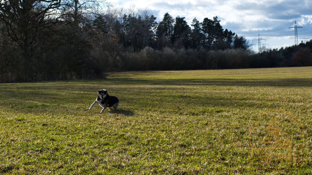 P1340410-1 | Foto, Natur, Tiere, Urlaub, Georgien,  - Realisiert mit Pictrs.com