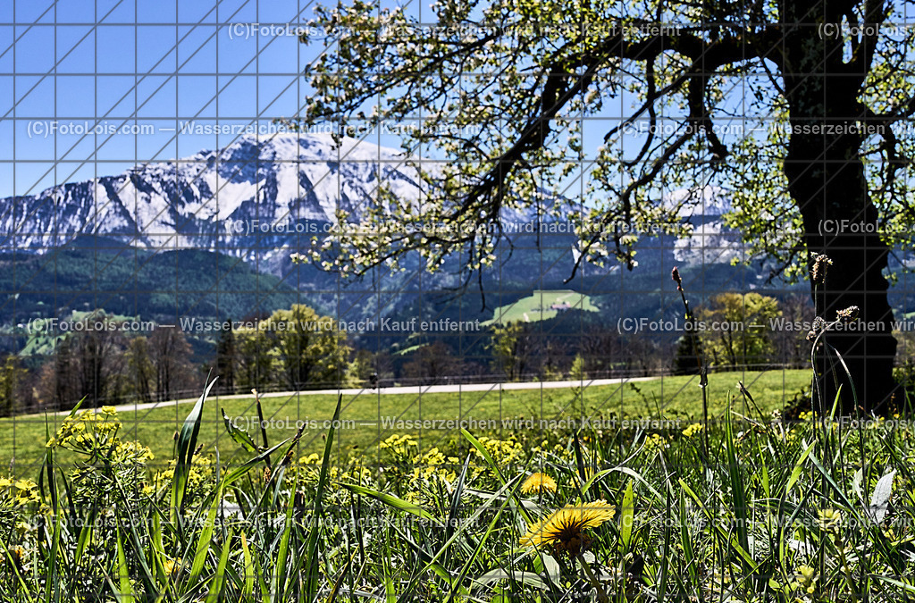 ALP4585_Hochbaerneck_Baumbluete-weisser Oetscher | (C)FotoLois.com, Alois Spandl. Weißer ÖTSCHER im Frühling, Blühender Obstbaum am Hochbärneck mit Ötscher, Sa 27. April 2024.