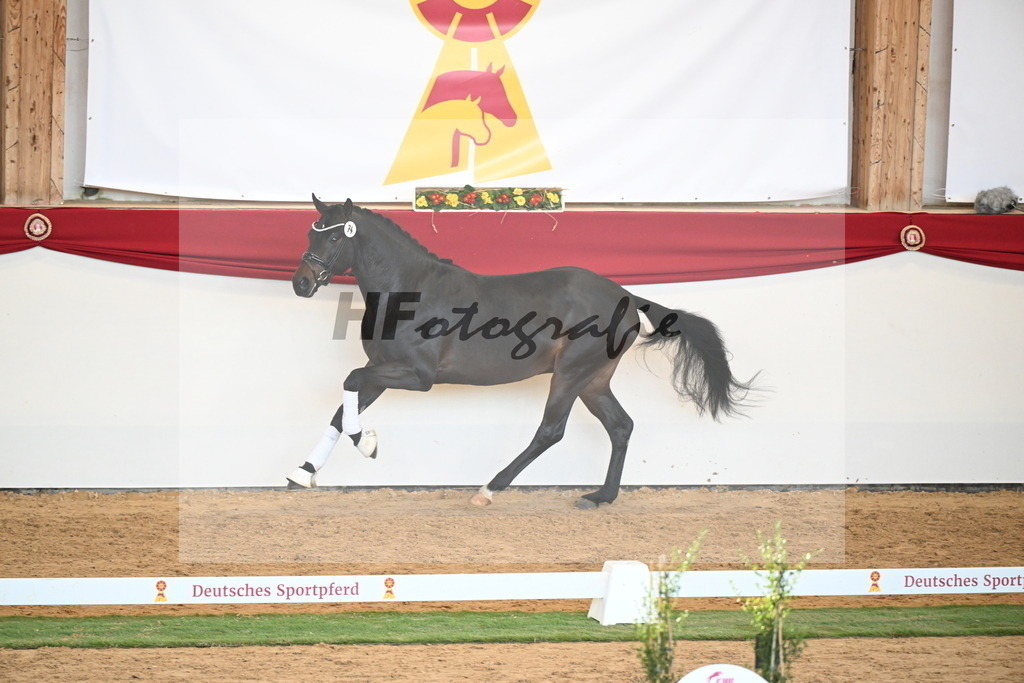 Kat.-Nr. 74 v. Quaterback_Mieleszko-Vekens_2250659 | hf-fotografie - Realisiert mit Pictrs.com