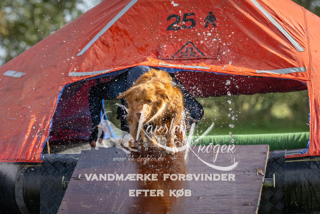 1208-92558 | kk-dogfotos