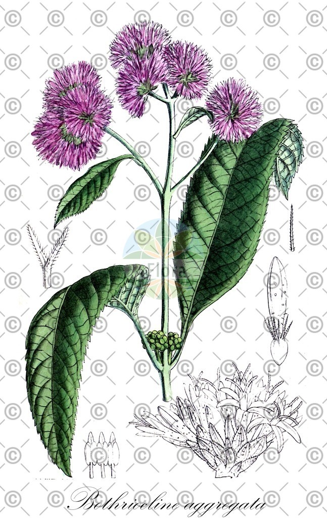 HistAbb_wfo-0000569748_1_ENZY_Simple | Historische Abbildung von Bothriocline aggregata - Asteraceae | Historical Illustration of Bothriocline aggregata - Asteraceae
