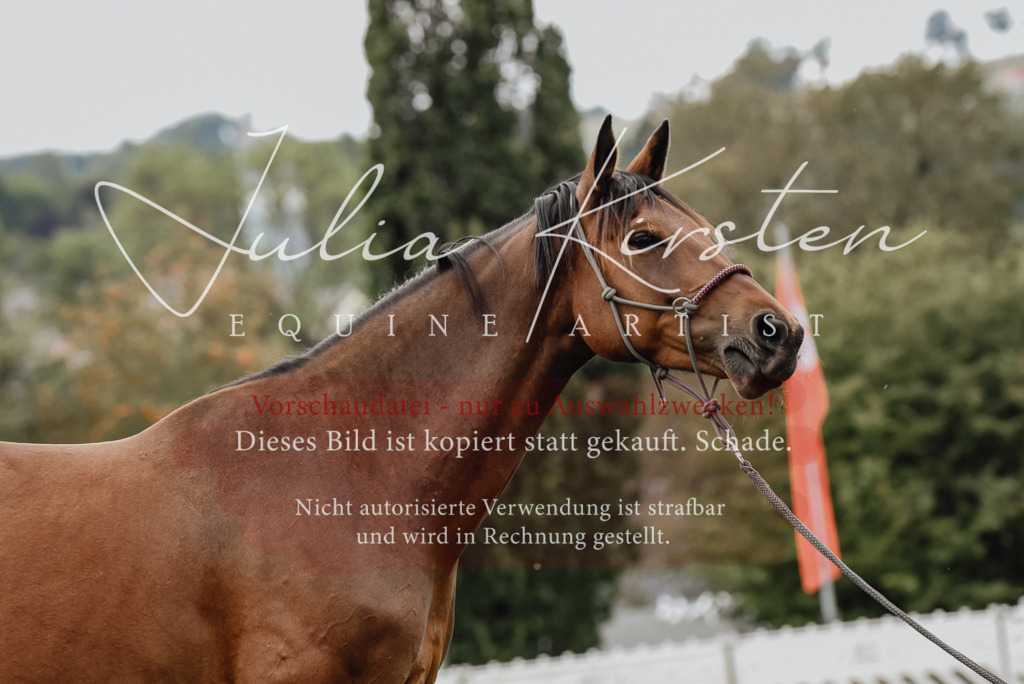 DSC_3993 | Pferde- und Turnierfotografie in Westsachsen. Pferdeportraits, Auftragszeichnungen und intuitive Kunst.