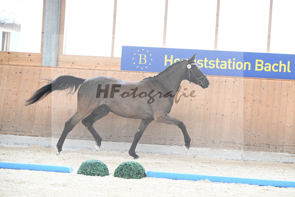 Kat-Nr. 93 nn v. Millennium_Fischer_7241636 | hf-fotografie - Realisiert mit Pictrs.com