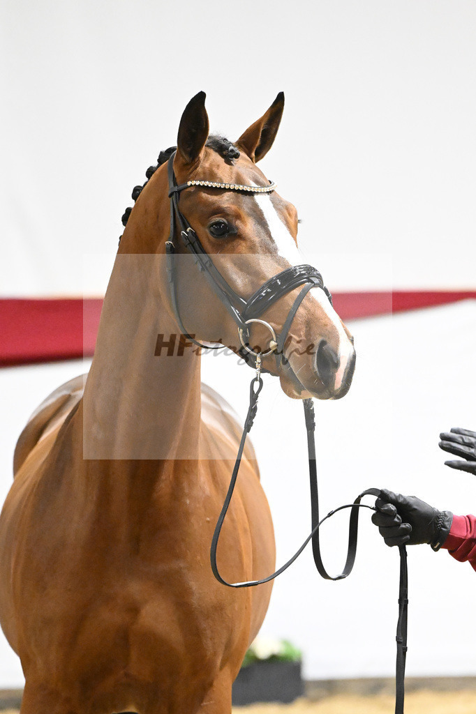 Kat-Nr. 62 v. DSP Topas_Schepper_63221850 | hf-fotografie - Realizzato con Pictrs.com
