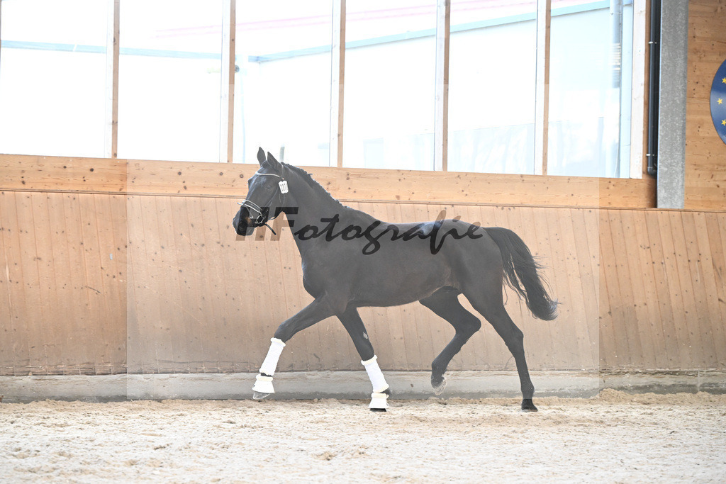 Kat-Nr. 70 Bellary v. Bohemian_Fischer_5252068 | hf-fotografie - Realizzato con Pictrs.com