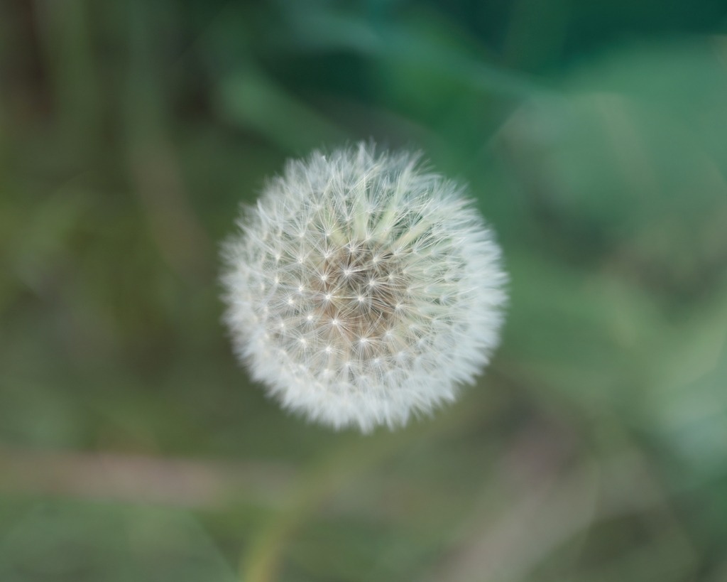 Z72_0059e | Pusteblume - Realisiert mit Pictrs.com