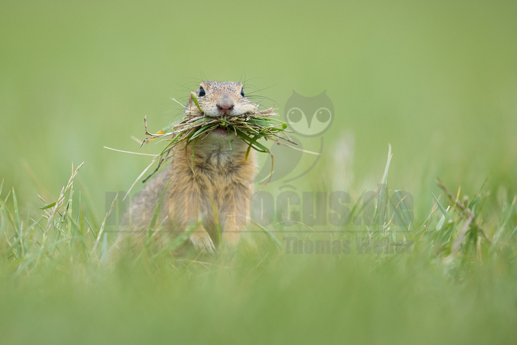 R6M39863_20260521 | Ein Europäisches Ziesel (Spermophilus citellus) steht aufrecht in einer grünen Wiese und hat einen großen Büschel frisches Gras im Maul gesammelt. Das Tier blickt direkt in die Kamera, während es das Gras transportiert, was auf eine Interaktion mit seiner Umgebung oder die Vorbereitung eines Nests hindeutet. Der Hintergrund ist unscharf und in einem hellen Grünton gehalten, wodurch das Ziesel im Vordergrund betont wird. - Realisiert mit Pictrs.com