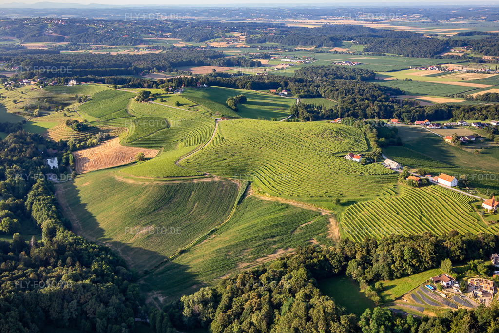 Luftbild: Weinberge am Knezov ribnik im Ortsteil Mestni Vrh in Ptuj im Bundesland Slowenien in Slowenien. Foto: IMG_137340.jpg vom 08.07.2023 durch Werner Riehm/FLY-FOTO.de