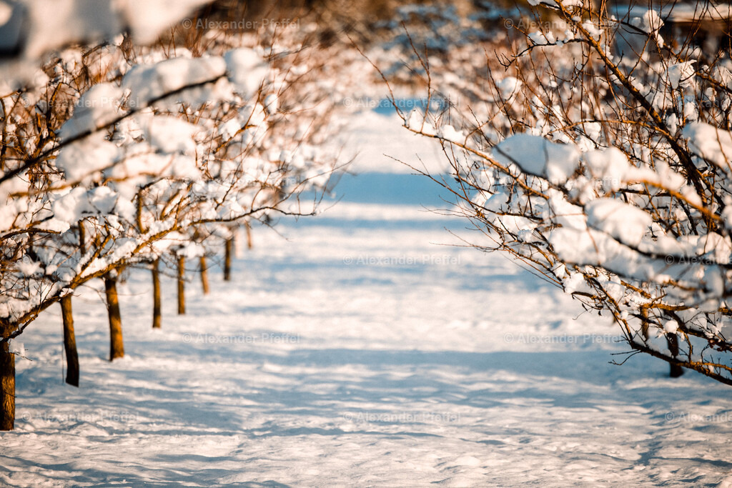 foto_c_pfeffel-partner-0139-R52_8236-Bearbeitet | alexander-pfeffel - Realisiert mit Pictrs.com