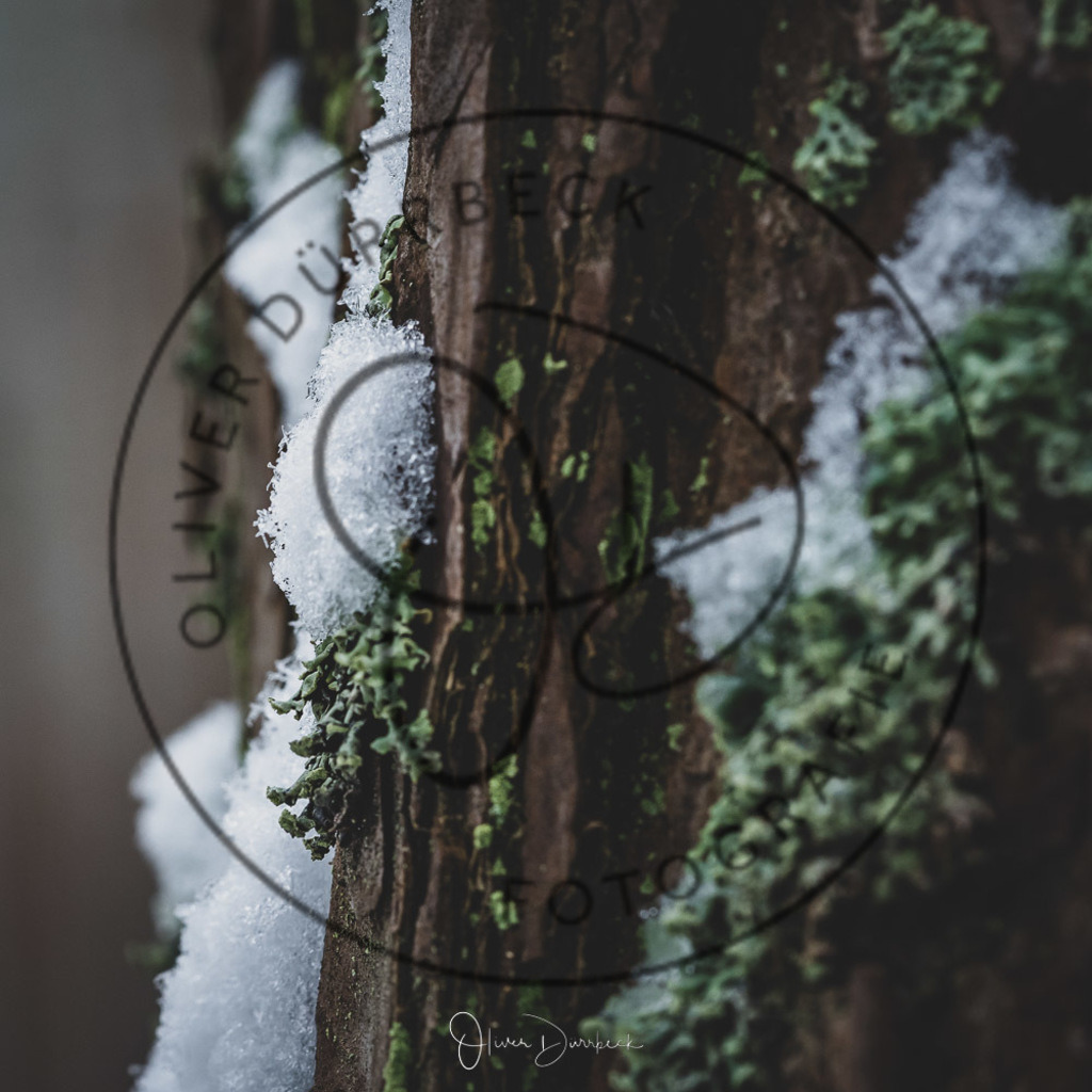 natur-pflanzen-11 | Shop für Kindergartenfotografie und andere Fotoprodukte von Oliver Dürrbeck Fotografie. - Realisiert mit Pictrs.com