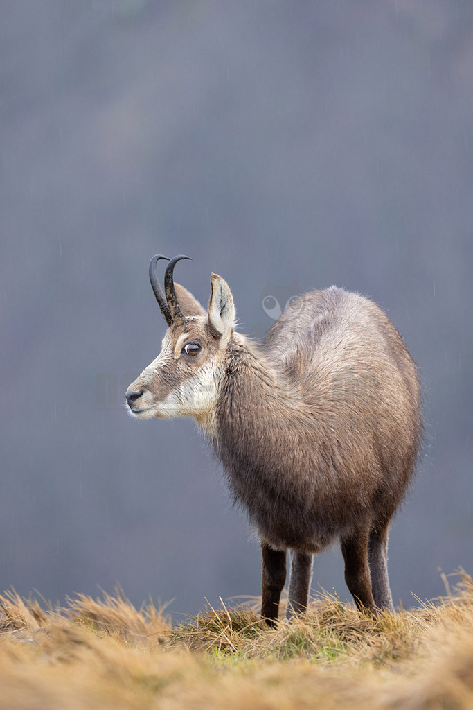 R5NF1691-20230402 | Die Gämse, vor der Rechtschreibreform Gemse geschrieben und in der Jägersprache mit Gams oder Gamswild bezeichnet, ist eine in Europa und Kleinasien beheimatete Art der Ziegenartigen.  - Realisiert mit Pictrs.com