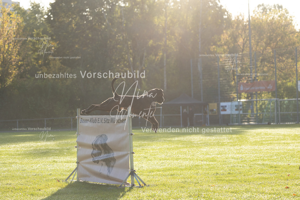 _16A6172 | Einzigartige Fotos von Hunden & Menschen –Actionfotos, Portraits, Vereinsaufnahmen & Paarshootings – authentisch, lebendig & mit Herz.