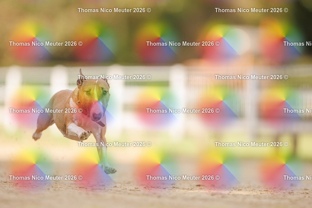 Thomas_Nico_Meuter(C)_03. Oktober 2026_223A7462 | Bild von Thomas Nico Meuter - Realisiert mit Pictrs.com