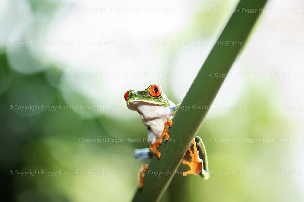 Frösche (19) | PeggyRaschPhotography - Realisiert mit Pictrs.com