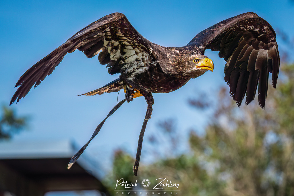Kreuzenstein-Zöchling (28 von 46) | Mein Name ist Patrick Zöchling. Auf dieser Website siehst Du meine Projekte als Fotograf und kannst Dir Deine Fotos in Galerien ansehen und herunterladen. Über einen Webshop kannst Du Bilder ausarbeiten, auf T-Shirt drucken usw. - Realisiert mit Pictrs.com