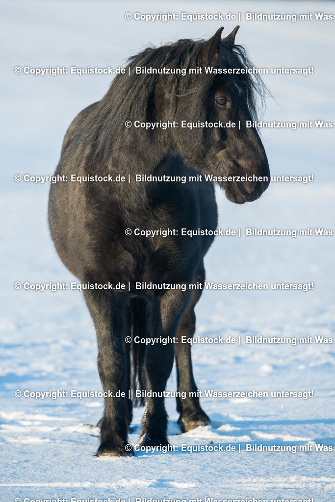 TS_20170106_Kaltblut_im_Schnee_0001 | Foto: Thomas Hartig