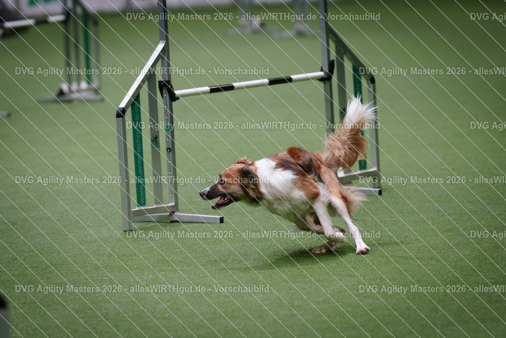 allesWIRTHgut_Tierfotografie-DVG_Agility_Masters_2026-09_23-7R501556 | Professionelle Tierfotografie in Mönchengladbach von Daniel Wirth (allesWIRTHgut). Liebevolle & natürliche Bilder von Hunden & Katzen für unvergessliche Erinnerungen.