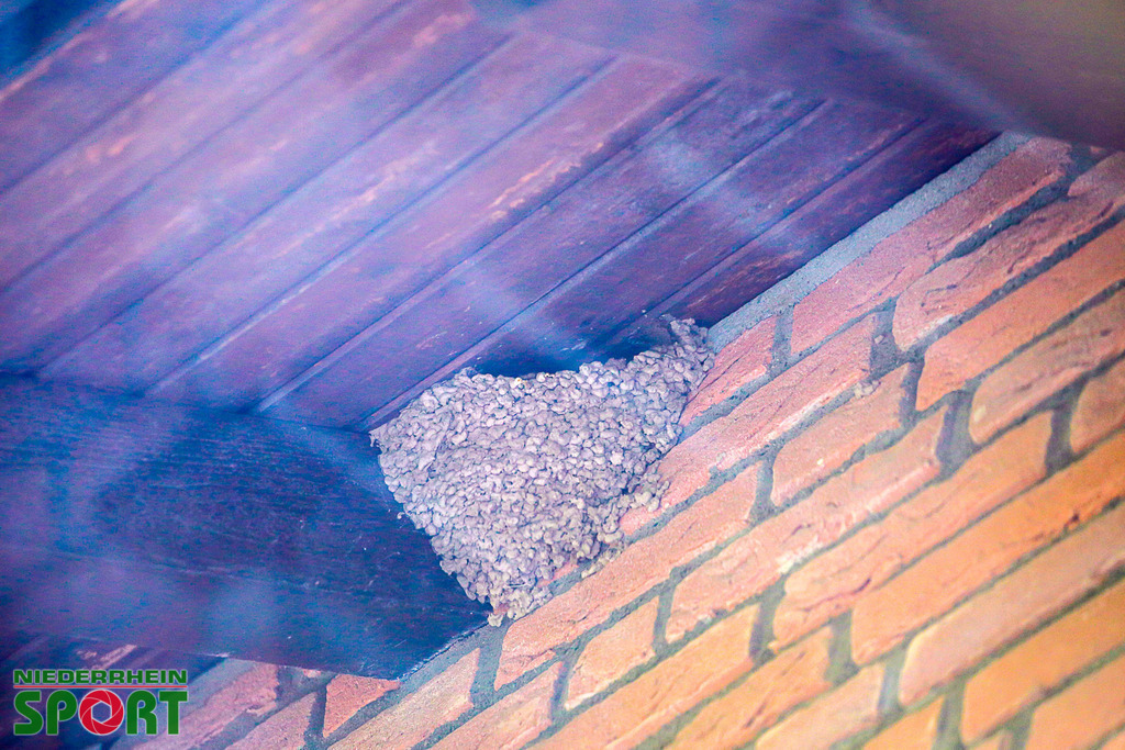 Mehlschwalben_bei_Otto11062025_023 | Bildergalerie von Sport-Ereignissen aber auch von weiteren spannenden Dingen - nicht nur vom Niederrhein. In Anlehnung an den bekannten Spruch von Hanns Dieter Hüsch heißt das Motto: "Niederrhein ist überall".  - Realisiert mit Pictrs.com