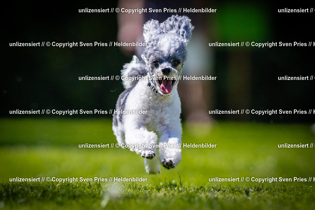 Sven Pries | 2025-08-10 - Hunderennen Durlach - Realisiert mit Pictrs.com