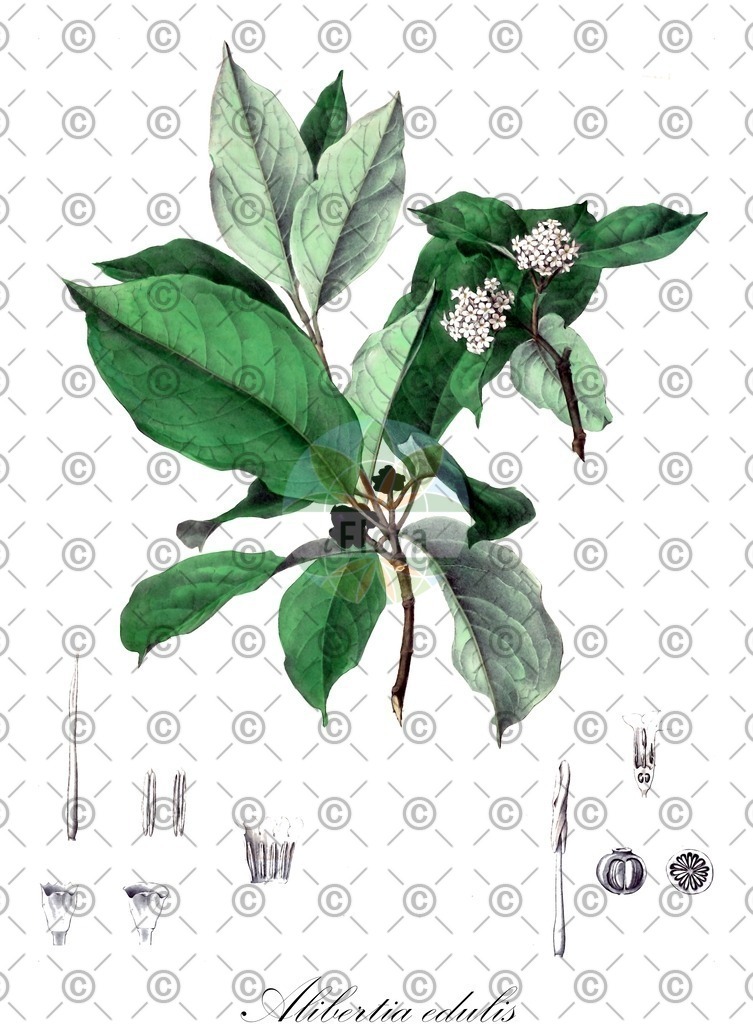 HistAbb_wfo-0000941730_1_ENZY_Simple | Historische Abbildung von Alibertia edulis - Rubiaceae | Historical Illustration of Alibertia edulis - Rubiaceae