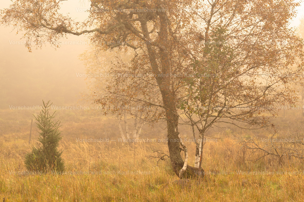 Nebelstimmung im Frühherbst | aufgenommen im Schwarzwald - Realisiert mit Pictrs.com