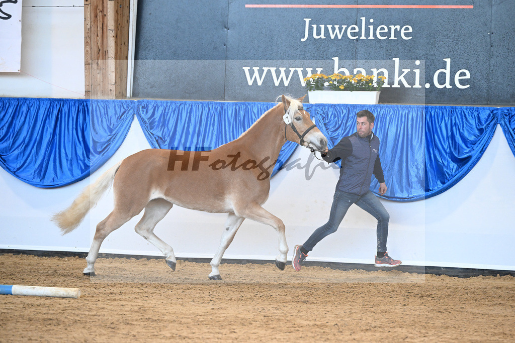 Bl. Band Kat-Nr. 7 Giia BE v. Amazing Star van Beauvoor_Edelmann_48241109 | hf-fotografie - Realisiert mit Pictrs.com