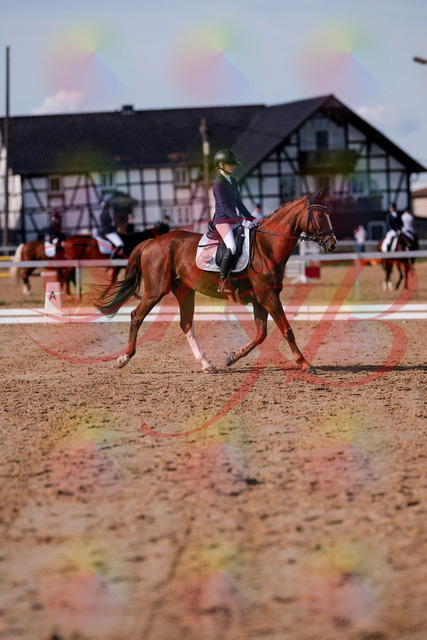 2026_10_03_Siefer-Hof_123438_Z81_32545395 | Professionelle Reitsport-, Turnier- und Eventfotografie von Robert Broda. Galerien mit ausgewählten und bearbeiteten Bildern direkt online ansehen und bestellen.