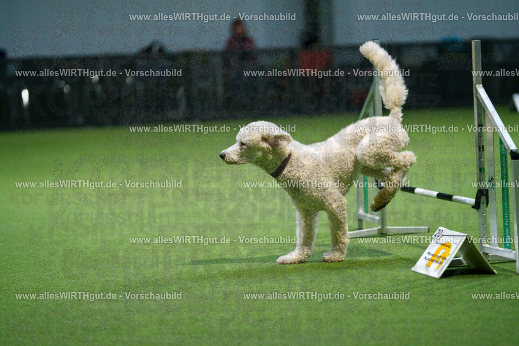 7R509914 | Professionelle Tierfotografie in Mönchengladbach von Daniel Wirth (allesWIRTHgut). Liebevolle & natürliche Bilder von Hunden & Katzen für unvergessliche Erinnerungen.