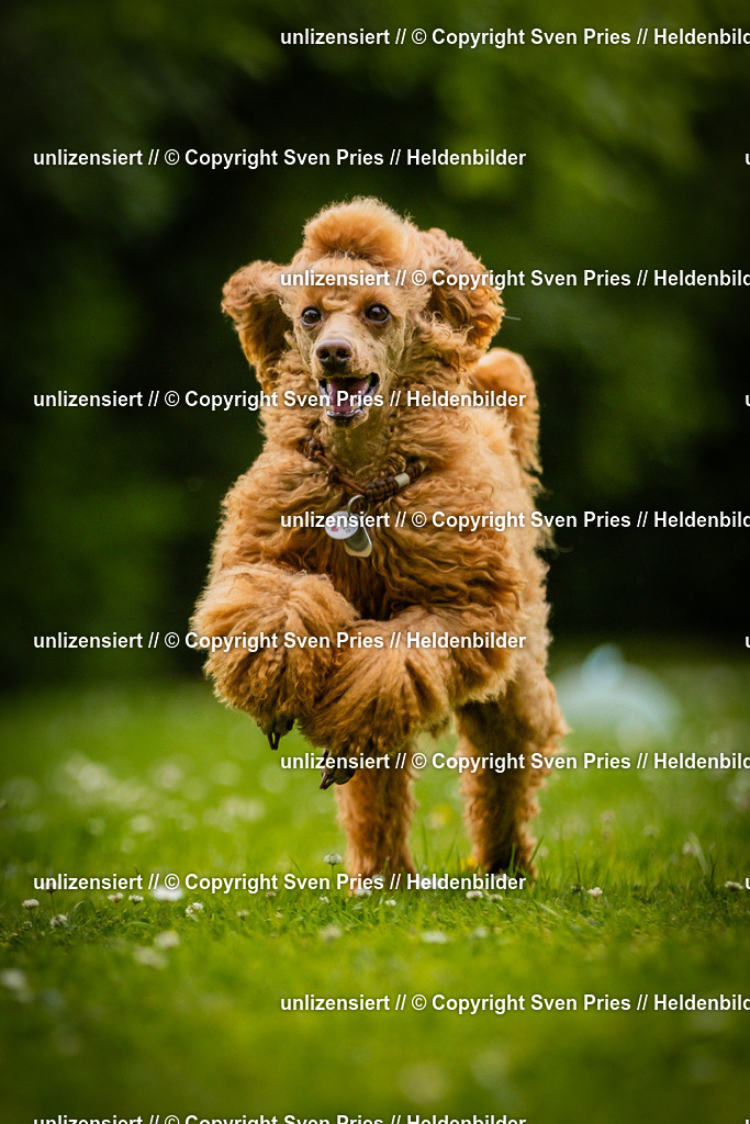 Sven Pries | 2025-05-29 - Pudelrennen KA-Durlach - Realisiert mit Pictrs.com