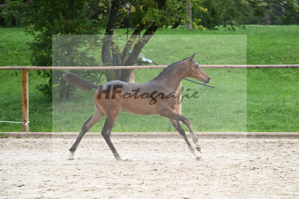 Kat-Nr. 20 SF Comme Prevu_Mayer_25230264 | hf-fotografie - Realisiert mit Pictrs.com