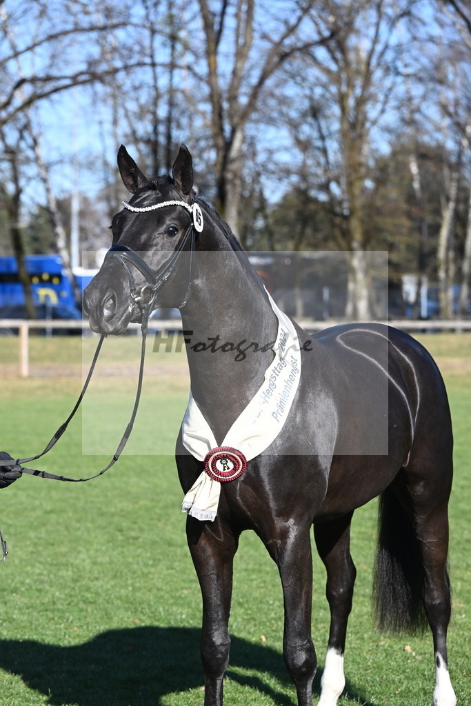 Kat.-Nr. 65 v. Springbank II VH_Reichert_2243399 | hf-fotografie - Realisiert mit Pictrs.com