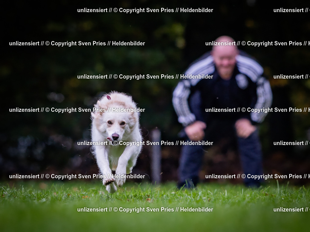 Sven Pries | 2024-10-19 - Hunderennen Ober-Grombach - Realisiert mit Pictrs.com