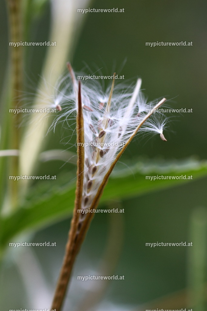 Berg-Weidenröschen-002 | Das Bilderarchiv über Tiere, Planzen und Landschaften. In der Bilddatenbank finden Sie ein große Auswahl an hochwertigen Bilder für Ihre Werbung - Realisiert mit Pictrs.com