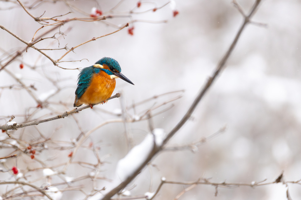 Der Eisvogel | Der Eisvogel (Alcedo atthis) ist aufgrund seines leuchtend bunten Gefieders und seiner pfeilschnellen Jagdweise eine der auffälligsten und schönsten Vogelarten Mitteleuropas. Er wird oft als "fliegender Edelstein" bezeichnet und dient als wichtiger Indikator für die Gesundheit und Naturnähe von Gewässern. - Realisiert mit Pictrs.com