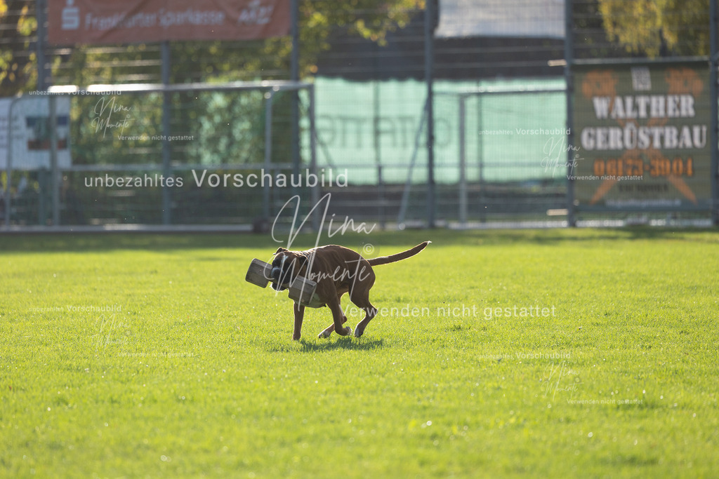 _16A4784 | Einzigartige Fotos von Hunden & Menschen –Actionfotos, Portraits, Vereinsaufnahmen & Paarshootings – authentisch, lebendig & mit Herz.
