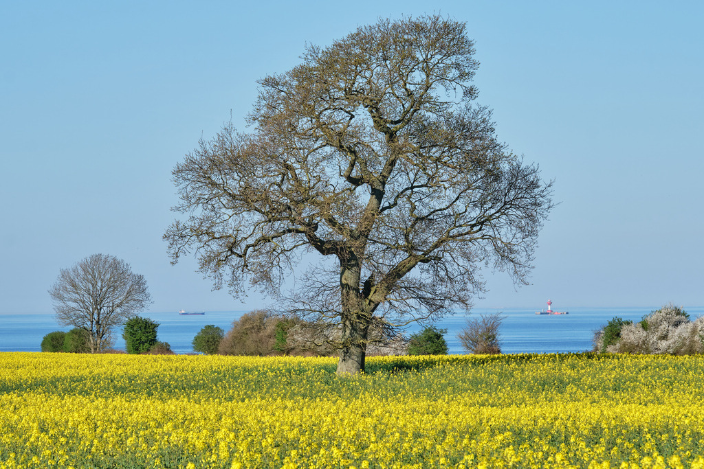 Baum im Raps_2 | Entdecken Sie hochwertige Fotoprodukte für Ihr Zuhause, Büro oder als besonderes Geschenk.rpixel.de bietet Ihnen exklusive Fotografien aus den Bereichen Natur, Landschaft und Motiven vom Meer.Einfach direkt im Online-Shop bestellen. - Realisiert mit Pictrs.com