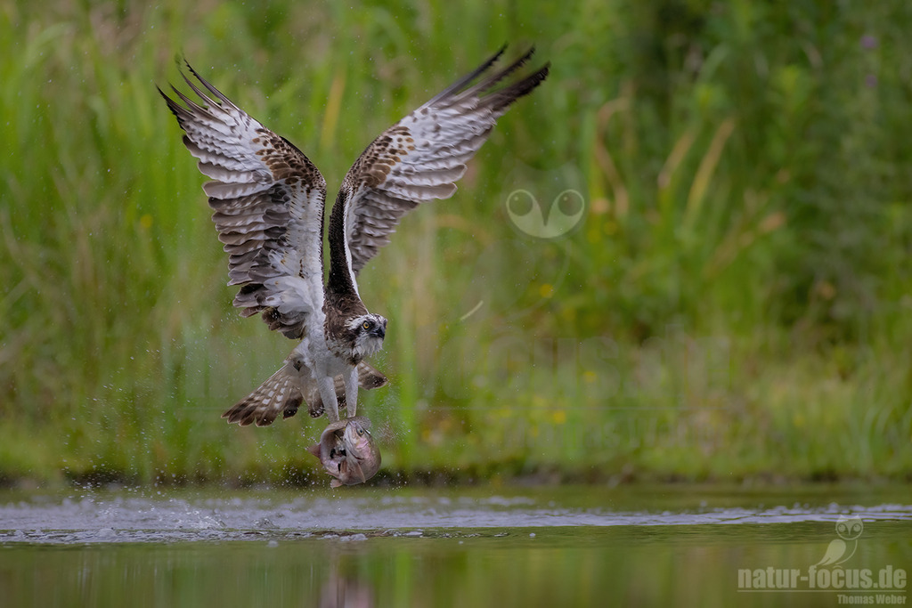 20220717074205-4 | Wie sein Name schon erahnen lässt, spezialisiert sich dieser mittelgroße Adler bei der Nahrungssuche ausschließlich auf Fisch. Deshalb trifft man ihn bei uns in der Nähe von flachen Süßwasserseen und küstennahen Brackgewässern an. - Realisiert mit Pictrs.com