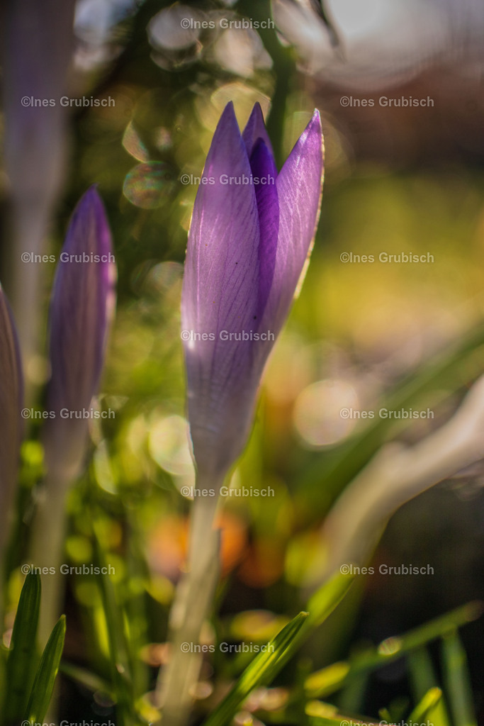 Krokus mit Bokeh | Lila Lubbenbomm - Artwork by Ines Grubisch - Realisiert mit Pictrs.com