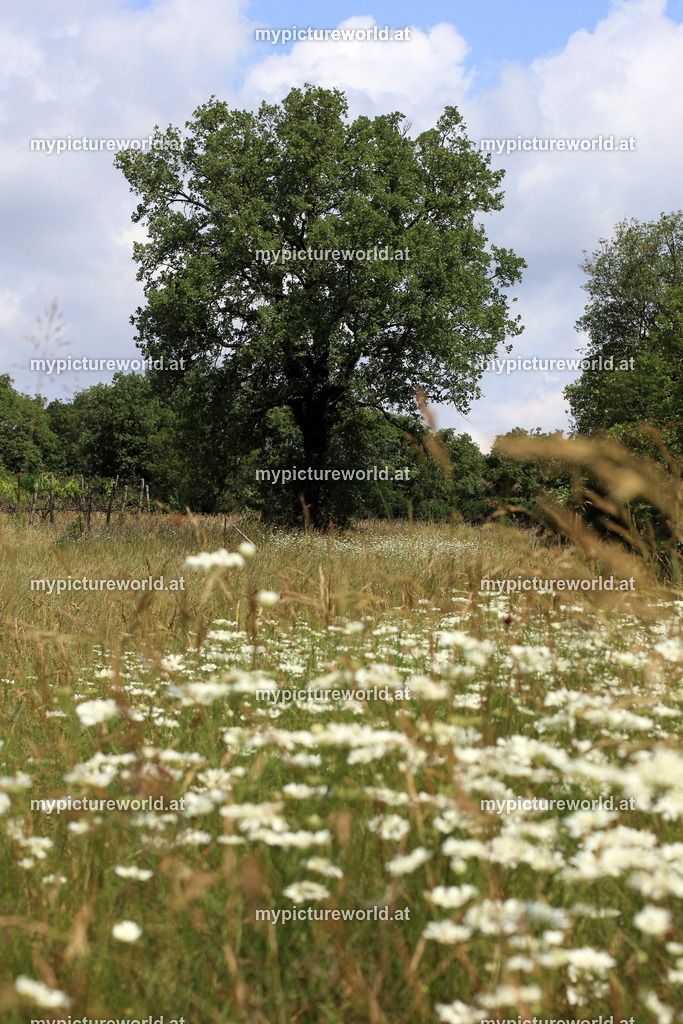Doberdo-029 | Das Bilderarchiv über Tiere, Planzen und Landschaften. In der Bilddatenbank finden Sie ein große Auswahl an hochwertigen Bilder für Ihre Werbung - Realisiert mit Pictrs.com