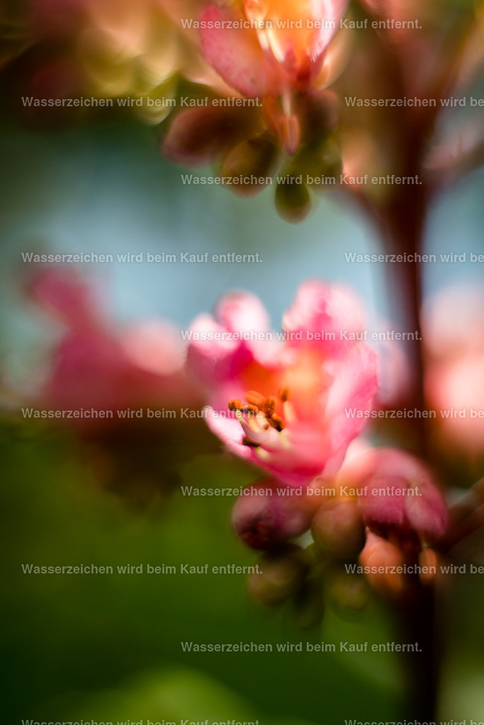 Entfernter Widerstand | Die Botschaft zum Bild lautet: Den Widerstand loslassen und alte Verletzungen heilen, aus deinem Herzen heraus. Entscheide dich jetzt dafür, den Widerstand loszulassen. Widerstand, was dir all deine Erfahrungen bringt. Widerstand, der aus deinem Ego kommt. Dein Ego darf jetzt Pause machen. Und wenn dein Herz spricht, gehst du mit deinem Ego voran und spüre, wie alles um dich erblüht. Du bist frei. - Realisiert mit Pictrs.com