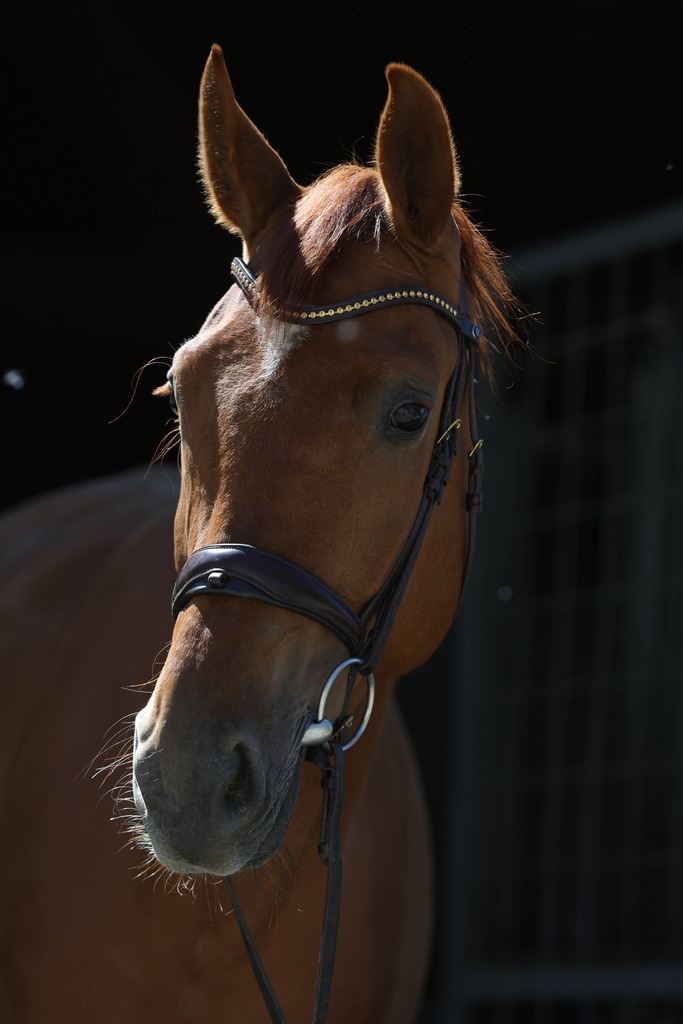 0P6A8932 | Willkommen bei Brunnmayr - Design & Fotografie – Ihrem Spezialisten für Reitturniere und Pferdeveranstaltungen in Oberösterreich, Salzburg und Bayern! Seit über 17 Jahren sind wir leidenschaftlich dabei.